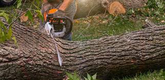 Best Utility Line Clearance  in Council Bluffs, IA