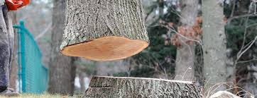 Best Tree Cabling and Bracing  in Council Bluffs, IA