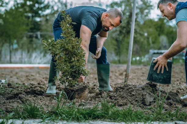 Best Lawn Disease Treatment  in Council Bluffs, IA