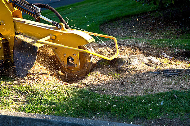 Best Tree Mulching  in Council Bluffs, IA
